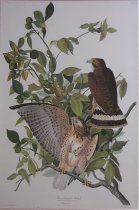 Broad-winged Hawk-John James Audubon
