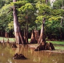 Low Water of Summer - Atchafalaya Basin, St. Martin Parish