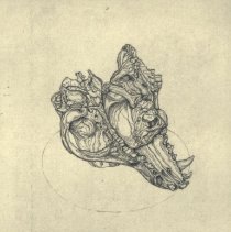 Two Dog Skulls, Edition 22/23