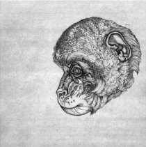 Monkey, Edition 9/12