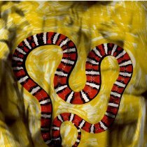 King Snake, Edition 24/24