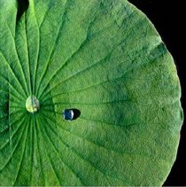 Singular; Edition 1/10