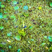 Duckweed #2; Edition 3/10