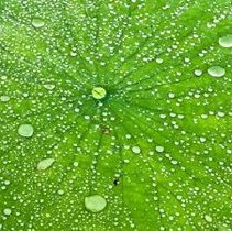 Lotus With Droplets; Edition 5/10
