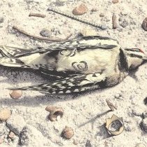 Death of a King, Edition 53/55