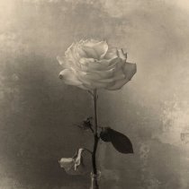 Rose; Artist Proof
