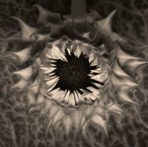 Sunflower; Artist Proof