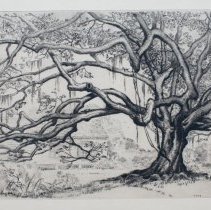 Live Oak, Edition 20