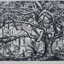 Louisiana Live Oak, Edition 50