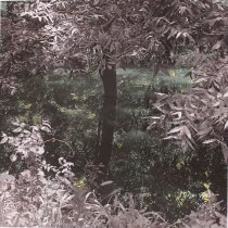 Alligator Watch, Goliad. South Texas Landscape Part II. Edition 4/12