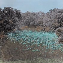Water Lilies, Golaid. South Texas Landscapes Part I. Edition 4/12