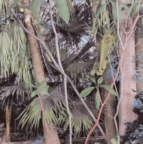 Jungle Landscape, Rio Grande Valley. South Texas Landscapes Part II. Edition 4/12