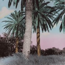 Palm Grove, Rio Grande Valley. South Texas Landscapes Part II. Edition 4/12