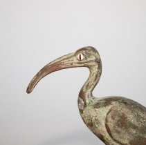 Detail of eye and beak