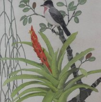 Guzmania Bromeliad and Rosethroated Becard