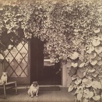 E. Alice Austen, [Chico and Punch on the porch at Clear Comfort], 1887.