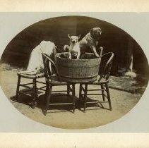 E. Alice Austen, Dogs in Washtub, 1887.