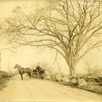 E. Alice Austen, [Mr. & Mrs. Richards in horse drawn wagon with dogs], 1893