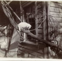 E. Alice Austen, [Cat on old wisteria vine at Clear Comfort], ca. 1900