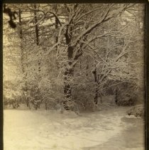 E. Alice Austen, [Snowfall in the backyard at Clear Comfort], 1884