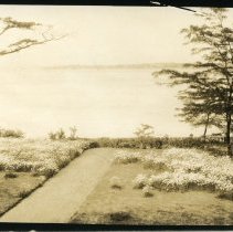 Alice Austen [View from Second Floor Window Flowers in Bloom], ca. 1925