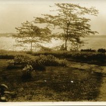 E. Alice Austen [Clear Comfort lawn daisy beds & the Narrows], ca.1925