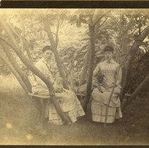 Alice Austen [Alice Austen and Julia Martin sitting in trees with dogs]1885