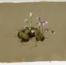 2020.02 Botanical 1 Emma