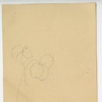 2020.02 Botanical 8 Caroline