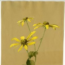 2020.02 Botanical 14 Carrie