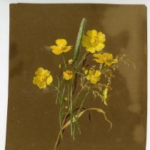 2020.02 Botanical 16 Carrie