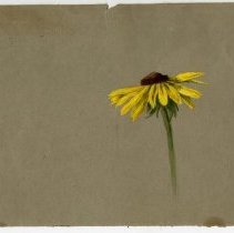 2020.02 Botanical 17 Carrie