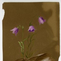 2020.02 Botanical 19 Carrie