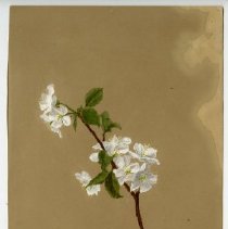 2020.02 Botanical 20 Carrie