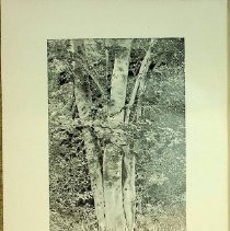 Kc2014.6.75 The Painted Beech