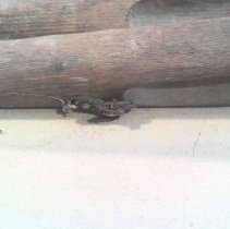 Mh2016.1.156 Closeup Metal