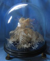 Bleached & Dried Ferns