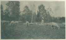 Sheep Grazing on Wilderstein Lawn