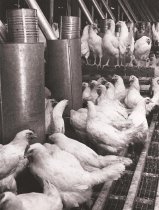 Chickens at an Egg Farm