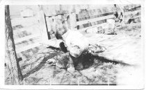 Grapy and the old gobbler