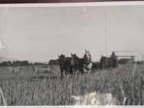 Carpenter Cutting Hay