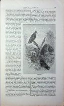 New Harpers Monthly Magazine, No. CCCXLVIIL- May, 1879- Vol. LVIII