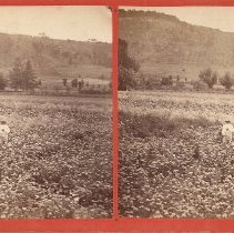 Brigham stereoview - Shaker Brother in a field at Second Family
