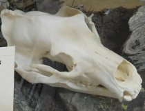 Close up Little Wahb skull