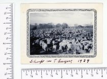 Sheep on Thayer 1939