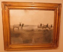 Elk in pasture across the River, 1914-1915