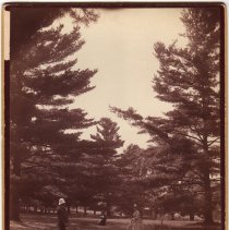 Clarkson estate, Homestead, grounds, lawn tennis game