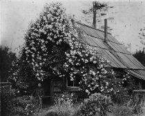 Joe Lane, Comptche, outside his rose-covered house, holding a rifle.