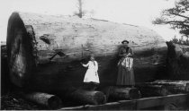 Woman & girl by big redwood log