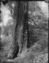 Fire-scarred redwood tree